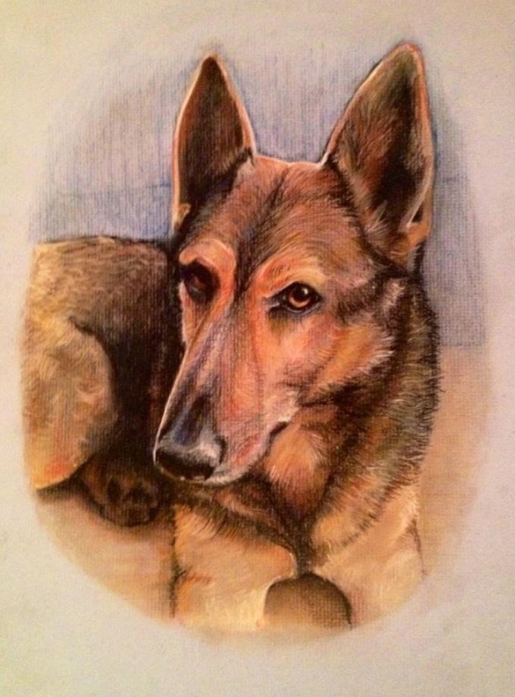 Colored pencil portrait of a German shepherd resting its head